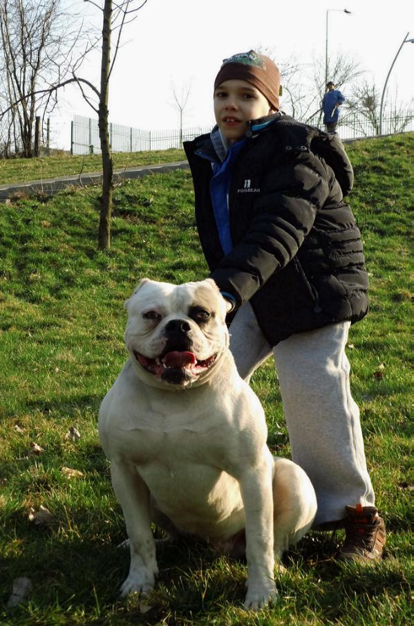 Maddock's Ilie | American Bulldog 