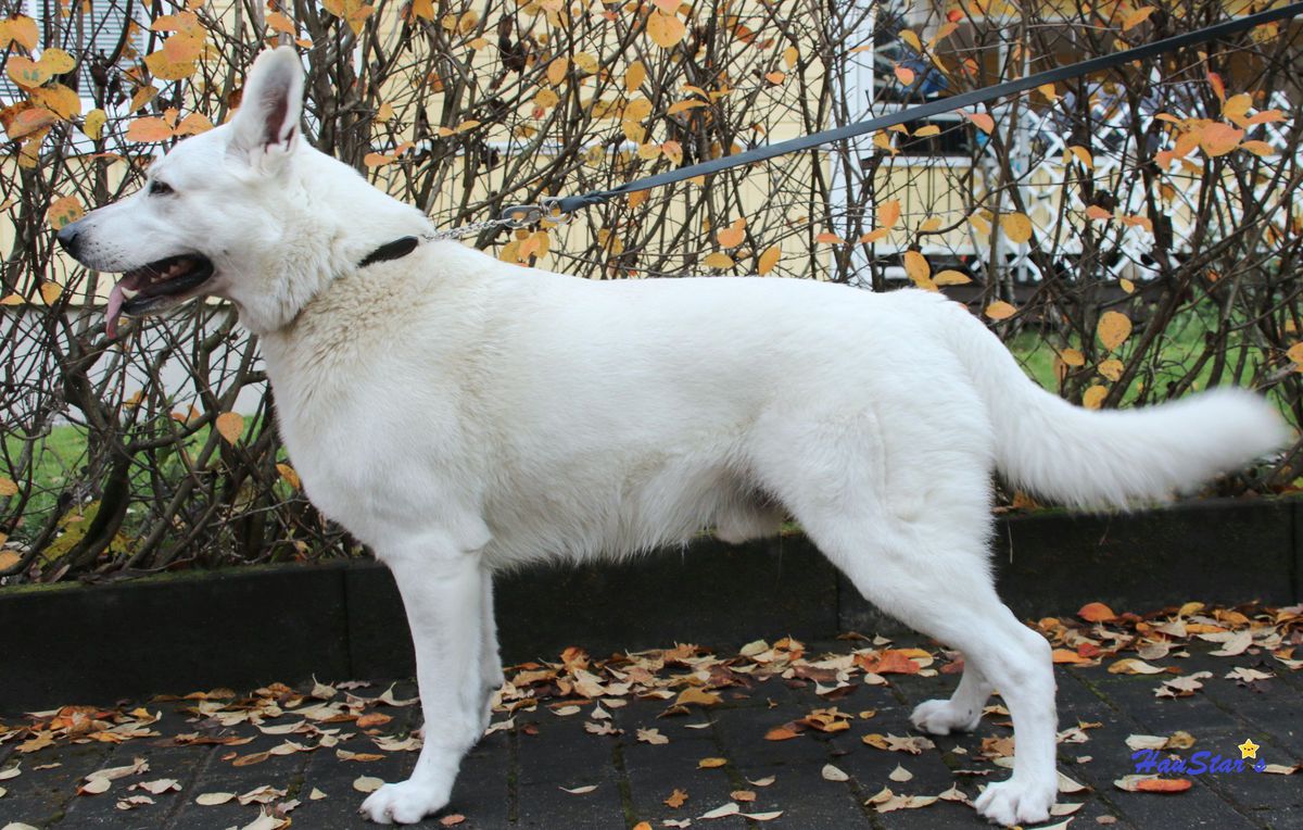 HauStar's Strongheart Hopefull | White Swiss Shepherd Dog 