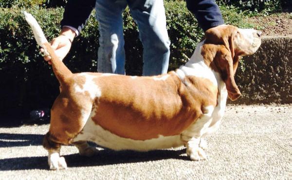 FREYA VAN HOLLANDHEIM | Basset Hound 