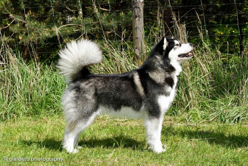 MYSTIC MAHIGUN Illa Kuvianartok | Alaskan Malamute 