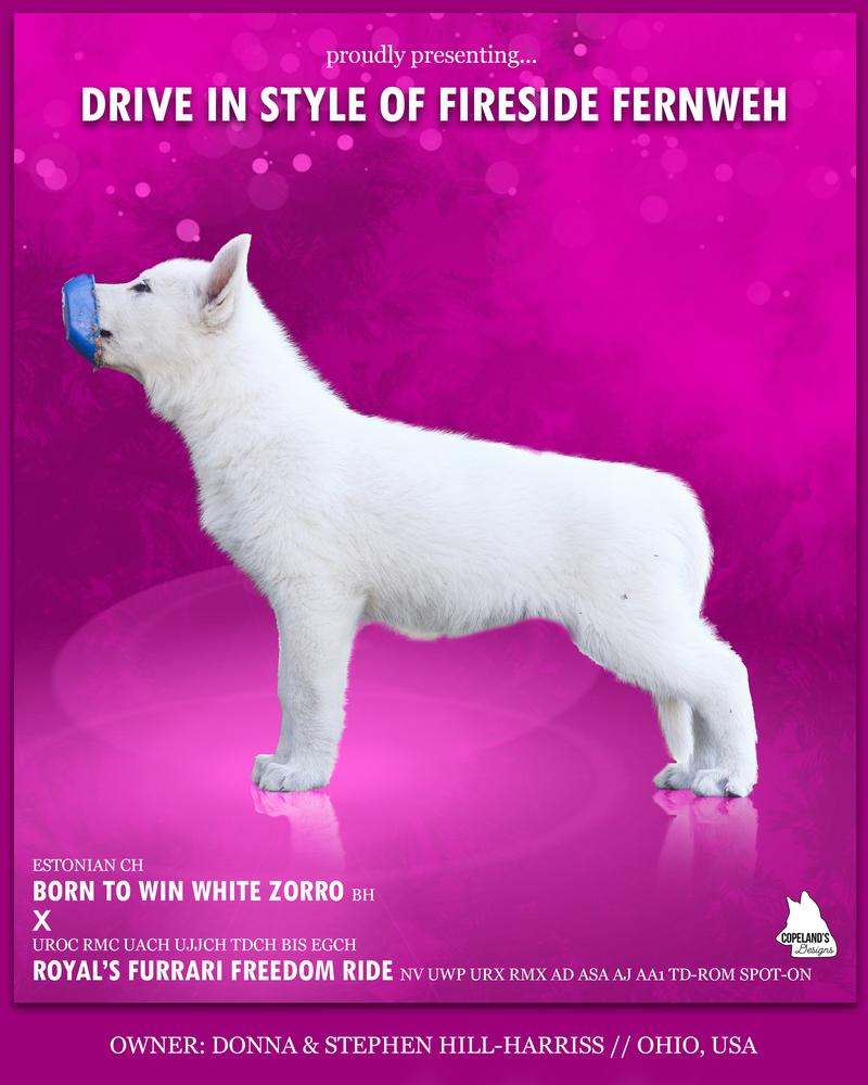 Drive in Style of Fireside Fernweh | White Swiss Shepherd Dog 