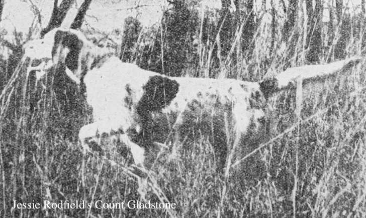 Jessie Rodfield's Count Gladstone | English Setter 