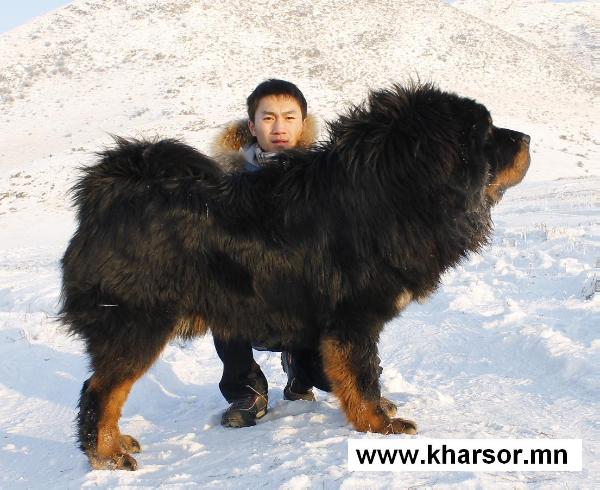 kharsor BAAVAG  . | Tibetan Mastiff 