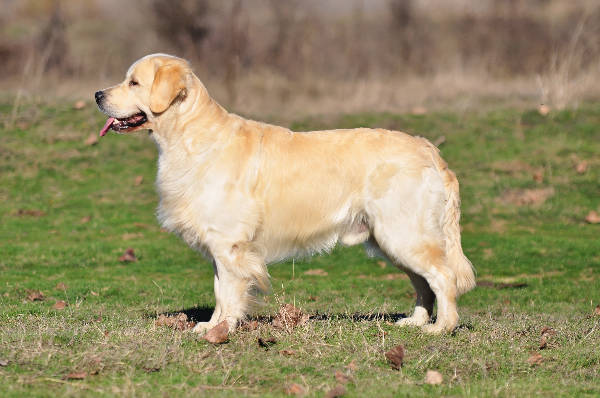 Meerik of Wolf Point | Golden Retriever 