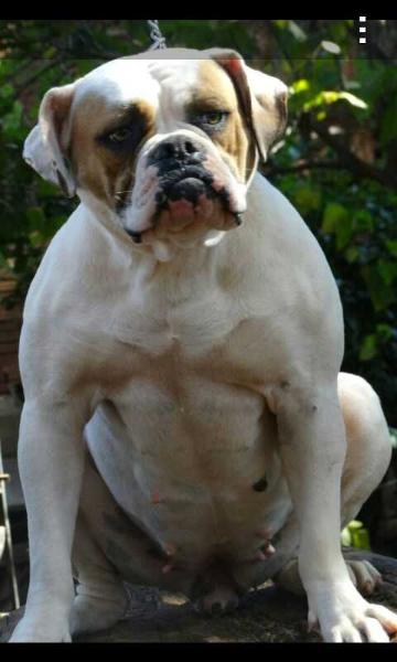 Roots Bully Frida | American Bulldog 