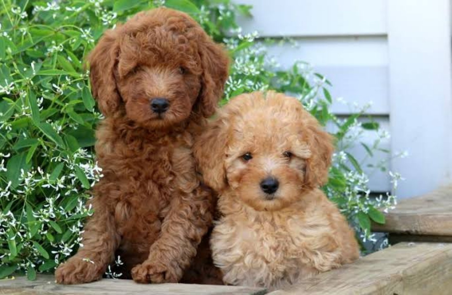 Poodle (Miniature)
