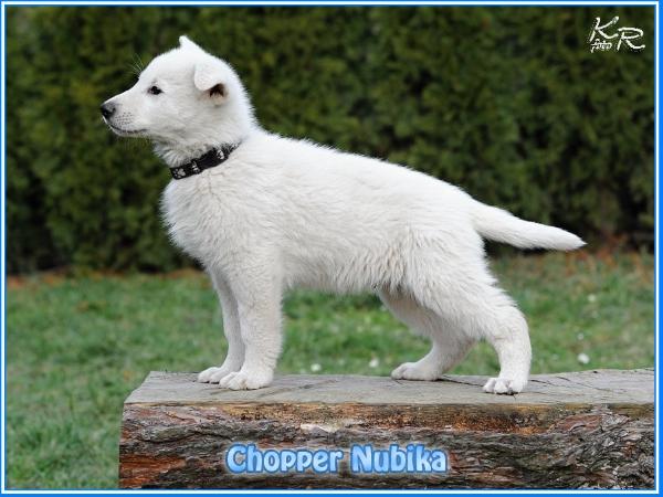 Chopper Nubika | White Swiss Shepherd Dog 