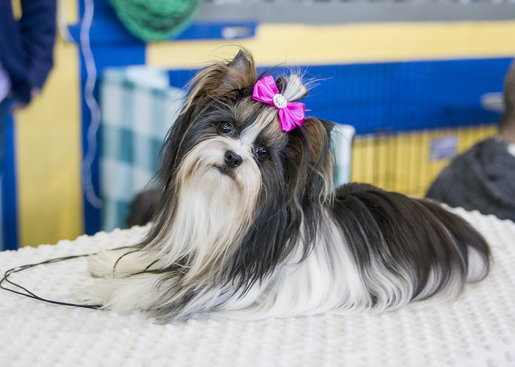 Biewer Yorkshire a la Pom-Pon