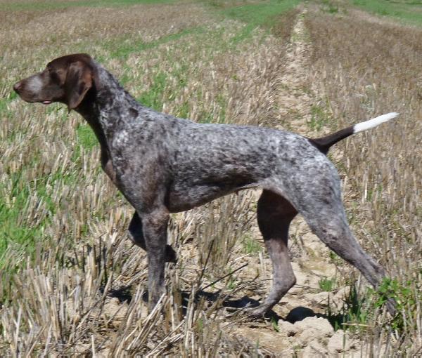 Delma de la Porte de Becray | German Shorthaired Pointer 