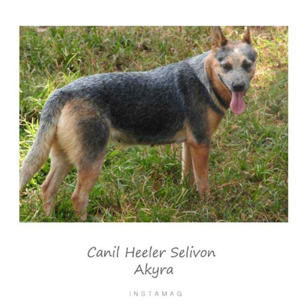 AKYRA BLUE HEELER SELIVON | Australian Cattle Dog 