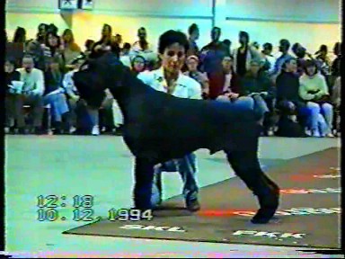 Stablemaster's Handsome Hans | Giant Schnauzer 