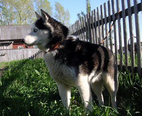 Luky Snow | Siberian Husky 