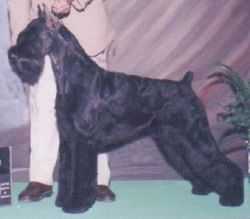 Bammental's Aldous V. Krywufe | Giant Schnauzer 