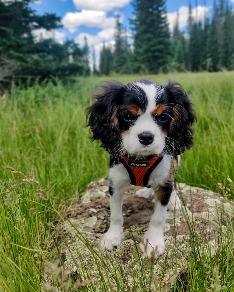 Storyteller's Desolation Angel | Cavalier King Charles Spaniel 