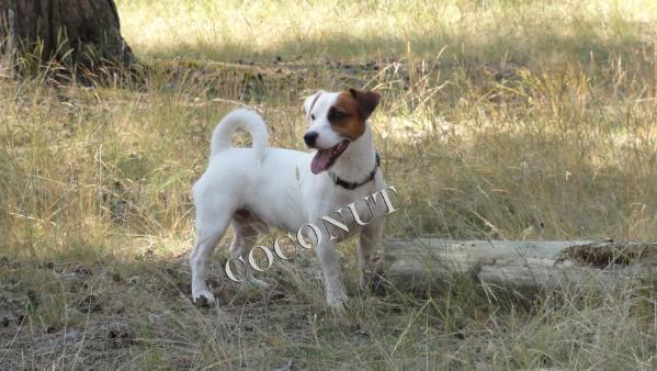 Coconut | Jack Russell Terrier 