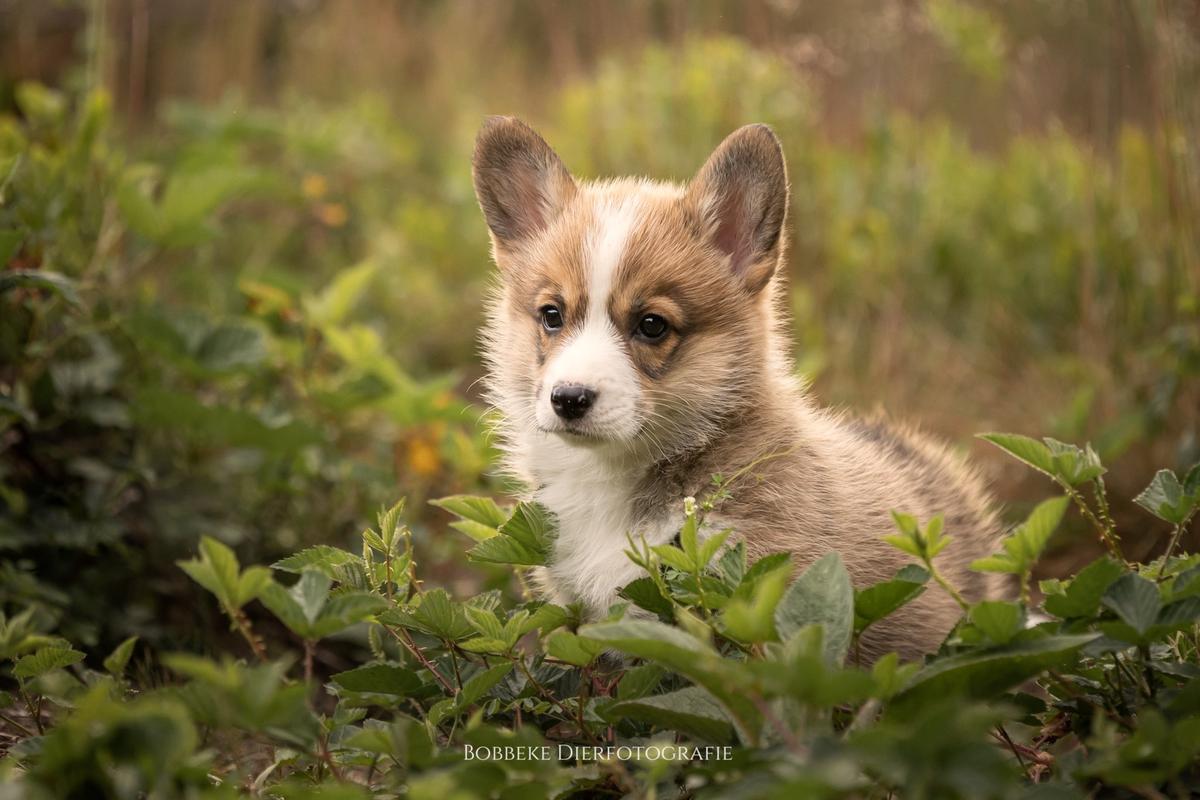 Pure Bred of the Scottish Heights | Pembroke Welsh Corgi 