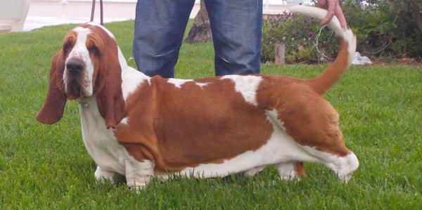 Anthony de la Antiga Torre | Basset Hound 