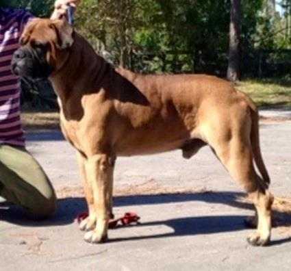 Chato's Mylthon | Bullmastiff 