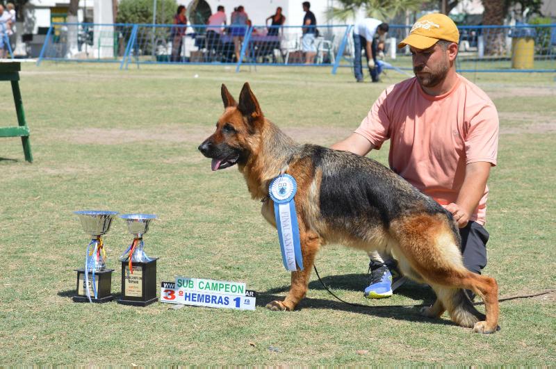 Freda Von Visguren | German Shepherd Dog 