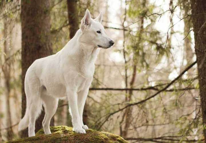 Erövrarens Bridge Over Troubled Water | White Swiss Shepherd Dog 