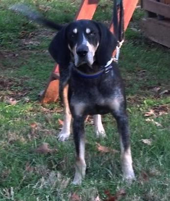 Underwoods Blue Ruger | Bluetick Coonhound 