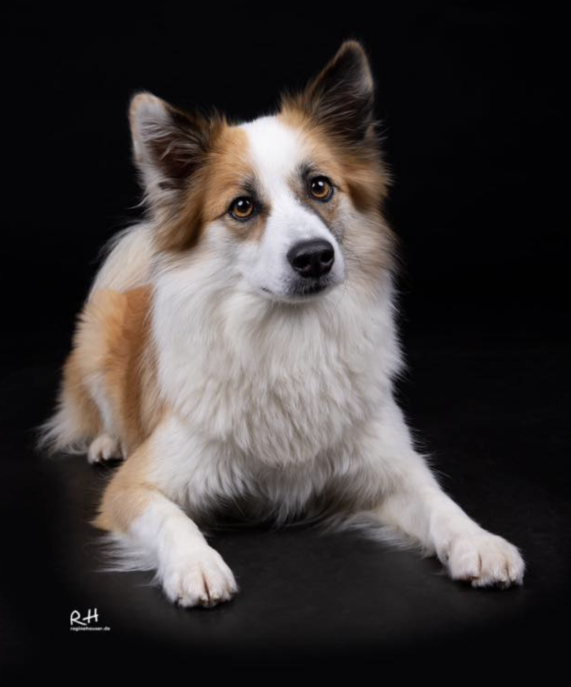 Gledi aus Vinkona | Icelandic Sheepdog 