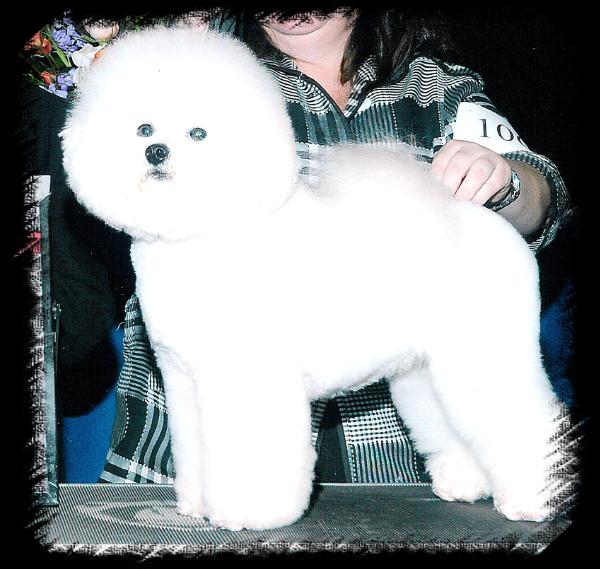 Ardynas Aragron Of Riverdell | Bichon Frise 