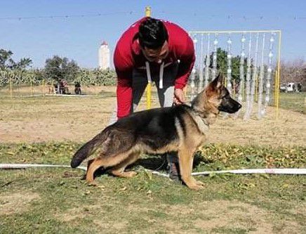 Diva Parc Des Oliviers | German Shepherd Dog 