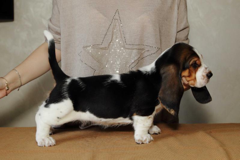 Albina Spirit Hound | Basset Hound 