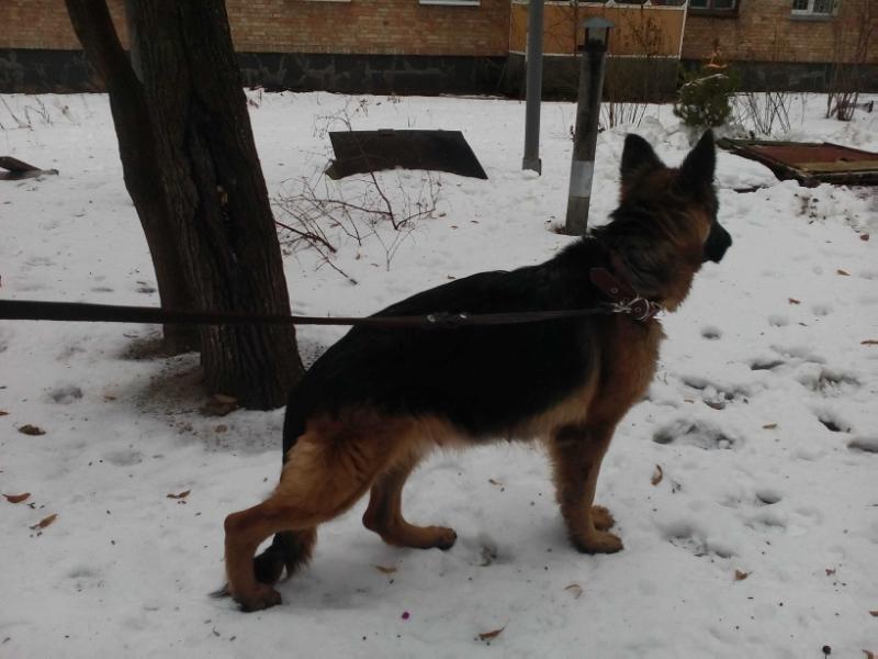 Edina von Haus Oleg | German Shepherd Dog 