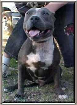 Ironkast Blue Raven | American Pit Bull Terrier 