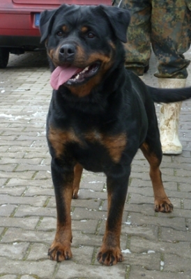 Urmel vom Goldenen Stern | Rottweiler 