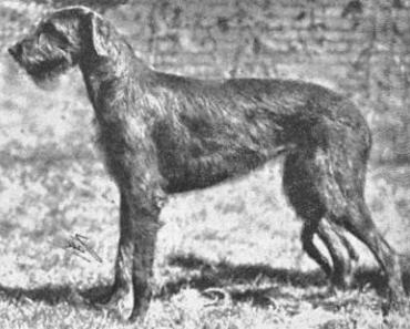 Casbah of Ouborough | Irish Wolfhound 