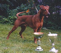 Ceriinan XEROX | German Pinscher 