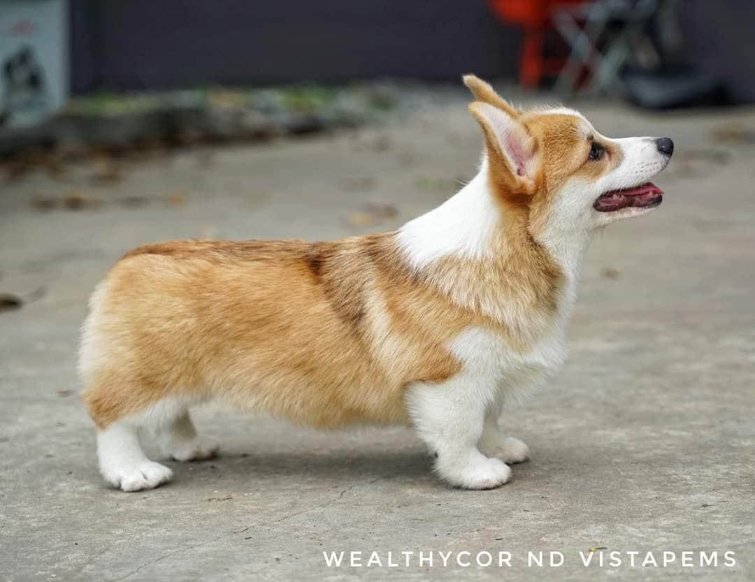 Wealthycor nd Vista Sweet memories | Pembroke Welsh Corgi 