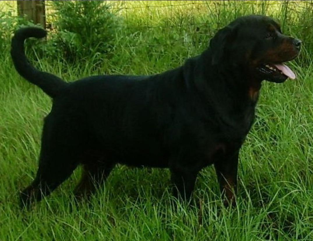 Xantho VD Steinbrucke | Rottweiler 