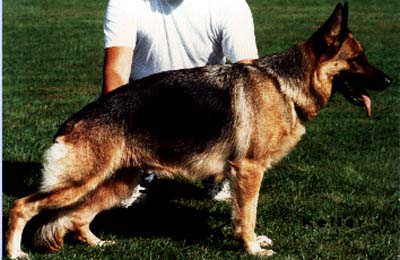 Wesni von Bad-Boll | German Shepherd Dog 