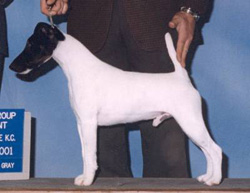 Tribalfox El Toreador | Smooth Fox Terrier 