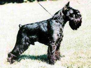 UNIVER Van de Havenstad | Miniature Schnauzer 