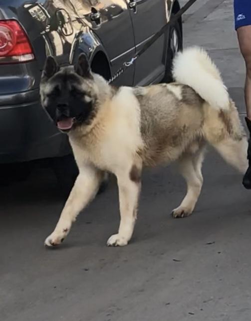 Chaman Maximus Real | Akita 