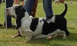 EBONY MORAVIA BRAY | Basset Hound 