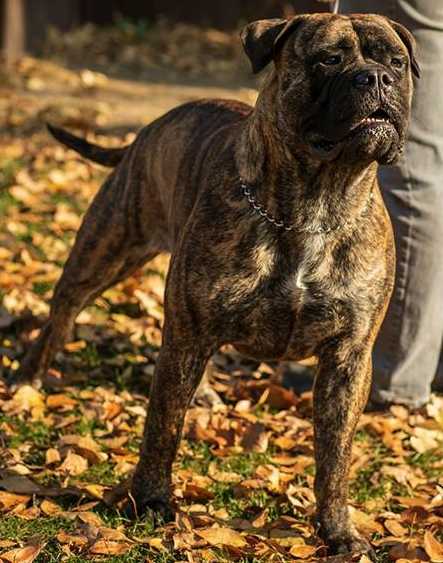 Pi-Et-Ra Roslyn of Trefilio | Bullmastiff 