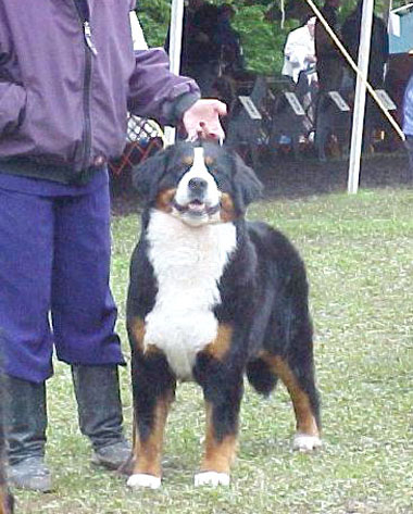 Adesa Smoke Signal over lil’ Mtn | Bernese Mountain Dog 