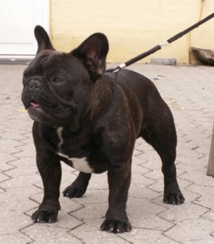 Daulökke'S Aristobeau Du Tex | French Bulldog 