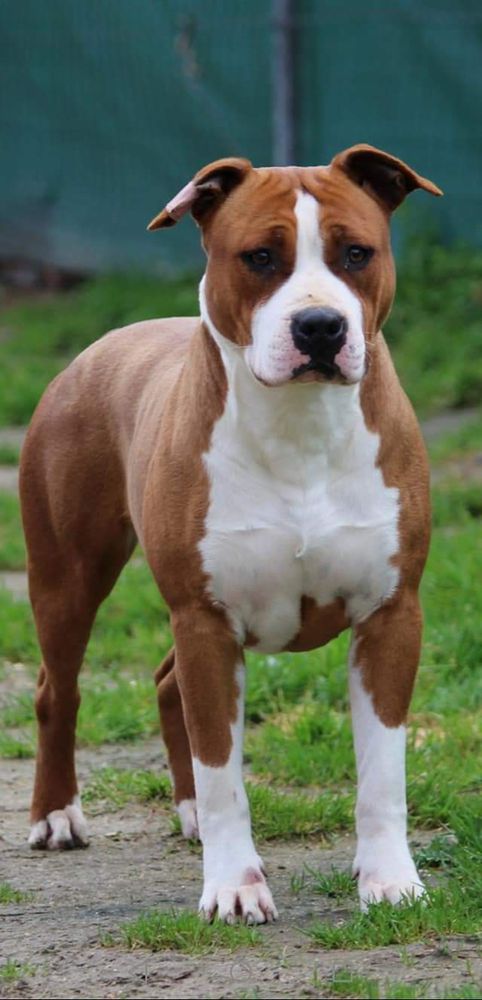 Blood of kings Tomorrowland | American Staffordshire Terrier 