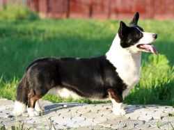 Blondie's Quizmaster | Cardigan Welsh Corgi 