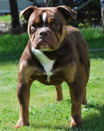 Bullforce Rocket | Olde English Bulldogge 