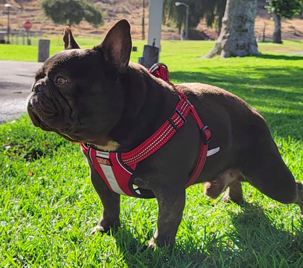 Fontana Frenchies Bentley | French Bulldog 