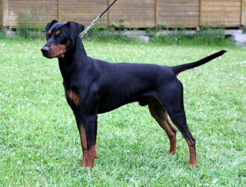 Mister Mio king black for dark angels | German Pinscher 