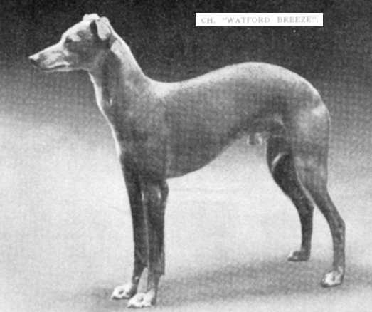 Watford Breeze | Whippet 